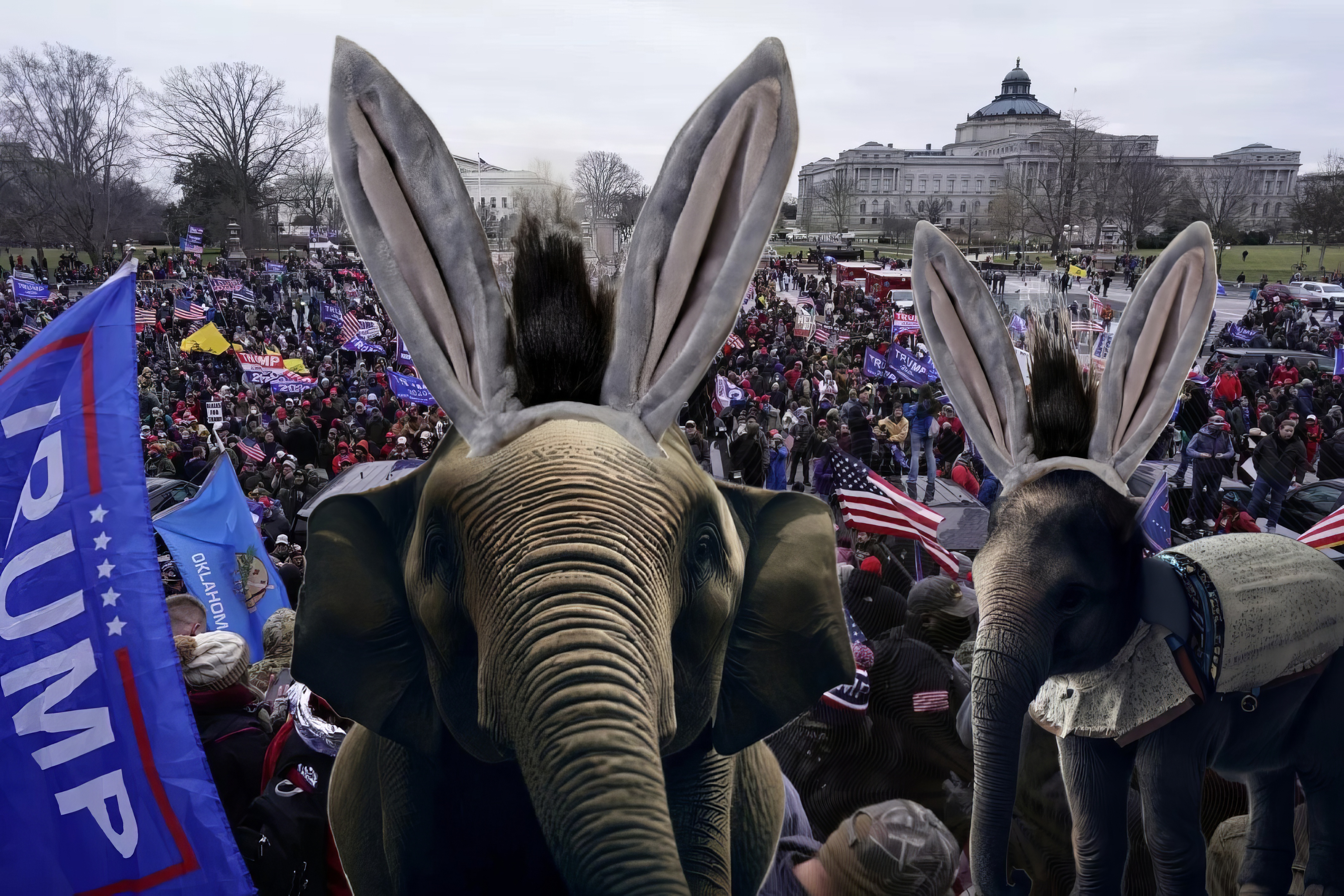 Two elephants with fake donkey ears at a Trump rally.